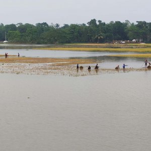নেত্রকোনায় তলিয়ে গেছে বোরো ফসল
