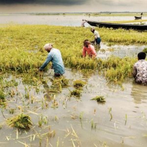 ৫০০ কোটি টাকার ধান পানিতে নষ্ট, পথে বসার শঙ্কায় লাখো কৃষক