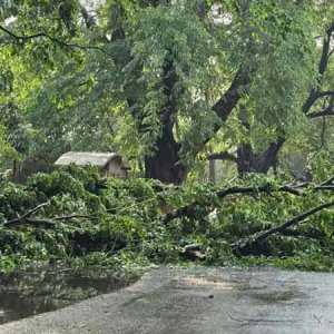 রাজধানীতে ঝড়ে গাছ ভেঙে সড়কে, রক্ষা পেলেন সিএনজির চালক-যাত্রী