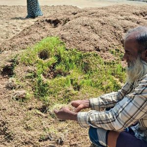 শুকনো কিনছে সরকার, কী হবে কৃষকের ভেজা ধানের