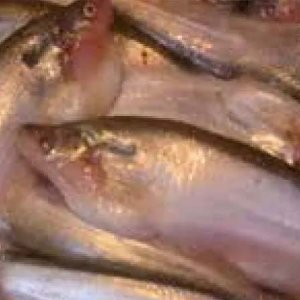 বেনাপোল দিয়ে এক বছরে ১২১৬৯ টন পাবদা মাছ রফতানি