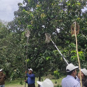 সাতক্ষীরায় বিষমুক্ত আম সংগ্রহের উদ্বোধন, লক্ষ্যমাত্রা ৭১ হাজার মেট্রিক টন