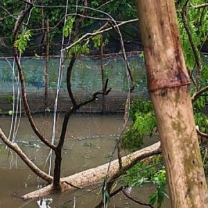 কালবৈশাখীর তাণ্ডবে জয়পুরহাটে বিদ্যুৎহীন ৭৫ গ্রামের ৩০ হাজার গ্রাহক