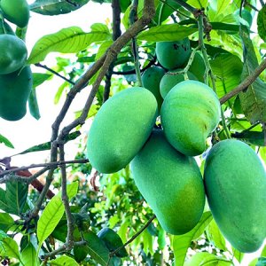 ম্যাংগো ক্যালেন্ডার ঘোষণা, রাজশাহীর কোন আম কোনদিন থেকে নামবে