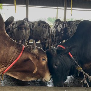 ধামরাইয়ে প্রস্তুত অর্ধ লক্ষ কোরবানির পশু, উদ্বৃত্ত ১৭ হাজার