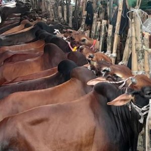 রাজধানীর যেসব এলাকায় বসবে কোরবানির পশুর হাট