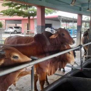 রাজশাহীর কোন জেলায় কোরবানিযোগ্য কত পশু মজুত আছে
