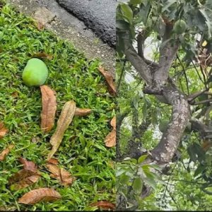 পড়ে থাকা আম কুড়ালে ৫ লাখ টাকা জরিমানা