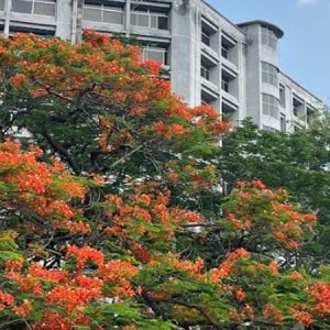 রক্তিম কৃষ্ণচূড়ার রঙে সেজেছে জবি ক্যাম্পাস