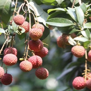 মধুর মাসে বাজারমুখী লিচুর ব্যস্ততা