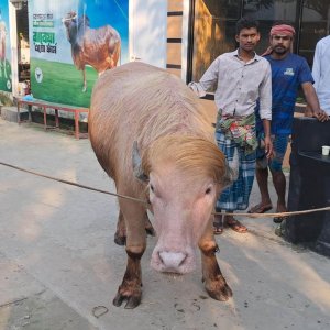 ‘ডোনাল্ড ট্রাম্পকে’ নিয়ে হুলুস্থুল, মাথা ঠান্ডা নাকি গরম?