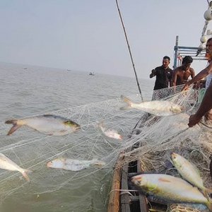 ইলিশ গেছে বেড়াতে, ফিরবে কবে?