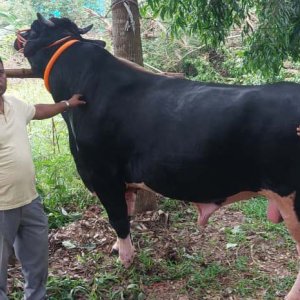 ৩৩ মণ ওজনের ‘কালো মানিক’কে দেখতে খামারে ভিড়