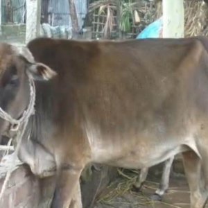 কোরবানির গরুতে খুরারোগ, আক্রান্ত তিন শতাধিক, ১০টির মৃত্যু