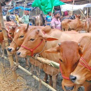 অনলাইনে শরিকি কোরবানির বিধান কী