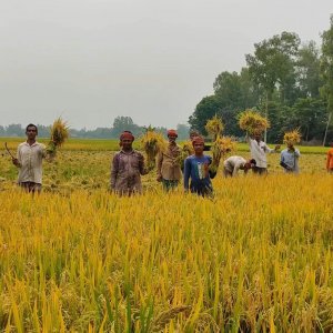 শ্রমিকের মজুরি দ্বিগুণ হলেও বাড়েনি ধানের দাম, কৃষকের ক্ষতি দেখবে কে