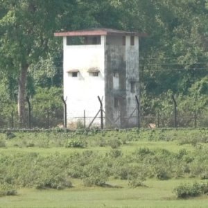 ভারতীয় গরু দেশে ঢোকার আতঙ্কে খামারিরা