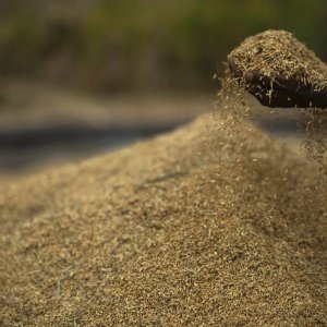 দক্ষিণ এশিয়ায় খাদ্য সংকটের অশনিসংকেত