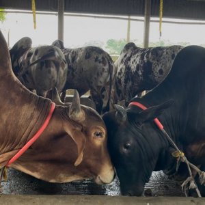 চট্টগ্রামে কমেছে গরু-ছাগল, ঈদে ঘাটতি মিটবে কীভাবে?