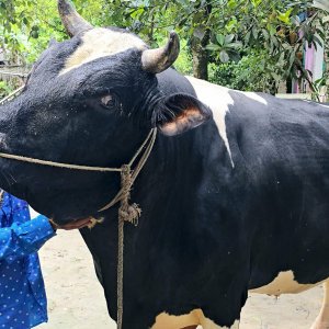 সন্তানের মতো করে লালন করেছি, হালাল টাকার মালিকের কাছে বেচতে চাই