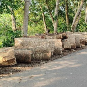 খাল খননের অজুহাতে দুই শতাধিক গাছ কাটার অভিযোগ