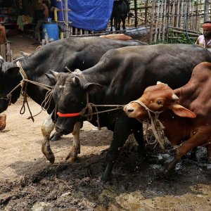 গাবতলী হাটে আসছে কোরবানির পশু