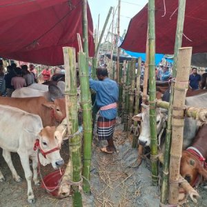 রাজধানীর কোন হাটে গরুর দাম কেমন, ক্রেতাদের মিশ্র প্রতিক্রিয়া 