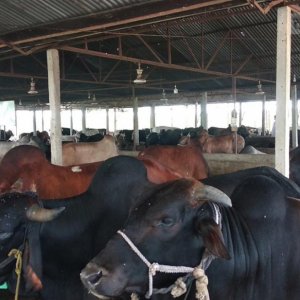 আবারও কাঁচা চামড়া নিয়ে বিপর্যয়ের শঙ্কা 