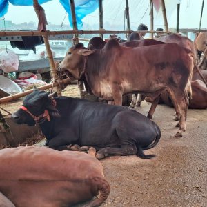 কোরবানির পশুর বয়স বুঝবেন যেভাবে