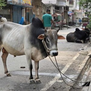 কোরবানির পশুতে মুখর ঢাকার অলিগলি, পাড়া-মহল্লায় উৎসবের আমেজ
