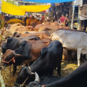 জমে উঠেছে কোরবানির পশুর হাট, এবারও কি খালি হয়ে যাবে
