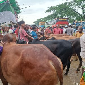 গাবতলী হাটের গরু রাস্তায়, গাড়ি চলাচলে ধীরগতি