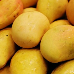 বিশ্বের ‘আমের রাজধানী’ মালিয়াবাদ