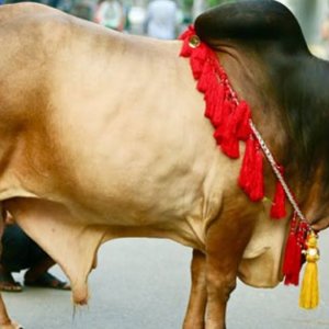 কোরবানির পশুর যত্ন এবং করণীয়