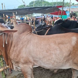 গাবতলী হাট: ‘খুঁটির জোরে’ বেহাল বেপারীরা