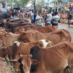 ধোলাইখাল পশুরহাটে দরদাম ‘মিলছে না’, বেচাকেনা কম