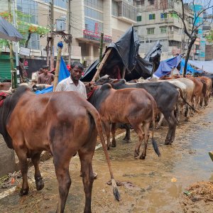 রাজধানীর পশুরহাটে ক্রেতা সংকট, লোকসানের শঙ্কায় ব্যবসায়ীরা