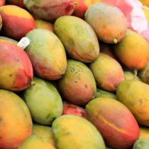 আমের রাজা আলফোনসোর রাজধানী রত্নগিরি