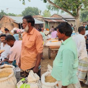নওগাঁর ‘জিরা ধান’ ঢাকায় গিয়ে যেভাবে হচ্ছে ‘মিনিকেট’ 