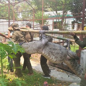 সেই কুমির ফেরত চান মাজারের খাদেম যুবদল নেতা