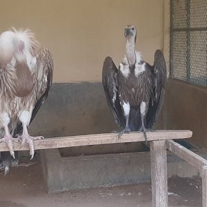 যেভাবে বিলুপ্তির পথে ‘বাংলা শকুন’