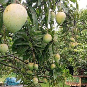 কবে বাজারে আসবে হাঁড়িভাঙা আম