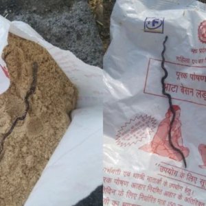 গর্ভবতী নারীর পুষ্টিকর খাবারের প্যাকেটে মিললো মৃত সাপের বাচ্