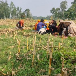 ঠাকুরগাঁও সীমান্তে ঠেলে পাঠানো ১১ জনকে ফিরিয়ে নিয়েছে বিএসএফ