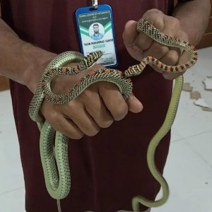 ডিআইজির কার্যালয়ে প্রবেশ করেছিল এক জোড়া কালনাগিনী
