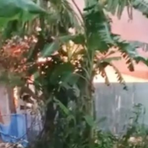 কিশোরীকে ধর্ষণ-হত্যার জেরে আসামিদের বাড়িতে আগুন, 