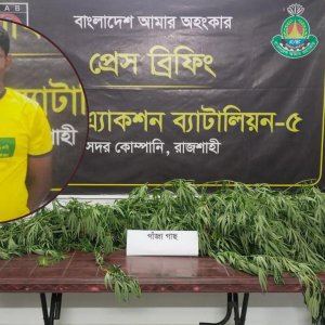 পানের সঙ্গে গাঁজা চাষ, যুবক গ্রেফতার