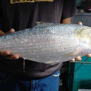 জেলের জালে ধরা পড়লো এক রাজা ইলিশ, দাম ১১ হাজার টাকা
