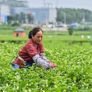 সময়মতো পূর্বাভাসেই বেঁচে যাচ্ছে চীনের জুঁই