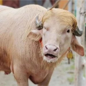 ‘ডোনাল্ড ট্রাম্প’ এখন সাভারে কোয়ারেন্টিনে, কারণ কী?